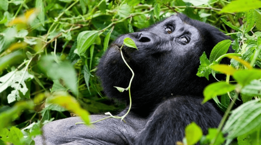 Silverback-Gorilla-Bwindi-Uganda
